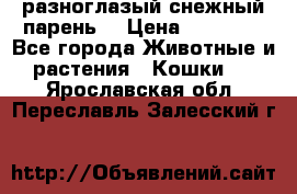разноглазый снежный парень. › Цена ­ 10 000 - Все города Животные и растения » Кошки   . Ярославская обл.,Переславль-Залесский г.